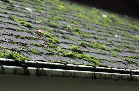 A close up of a roof with moss growing on it.