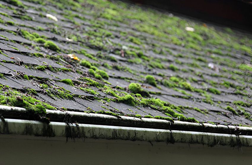 A close up of a roof with moss growing on it.