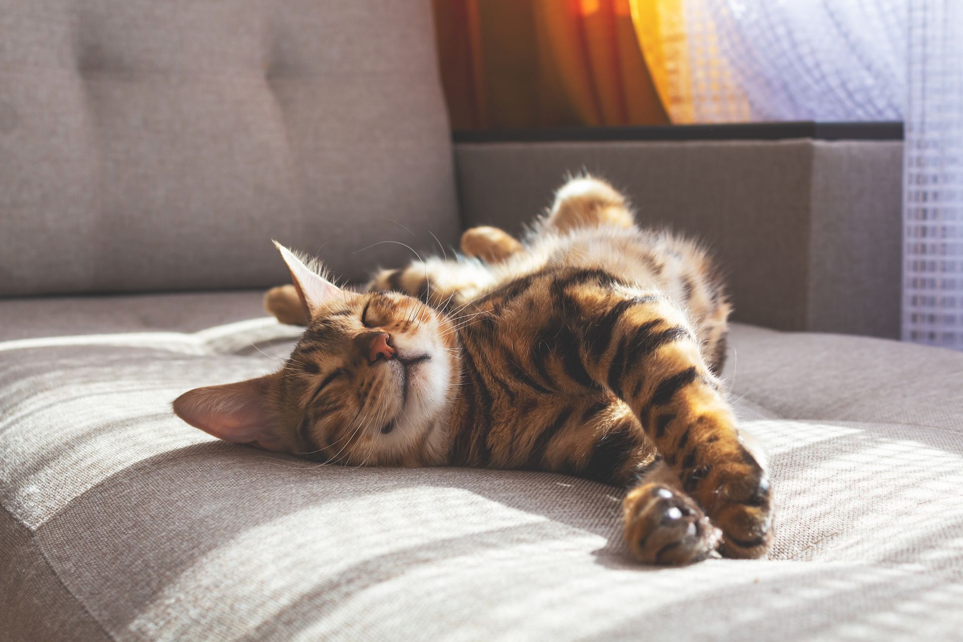 A cat is laying on its back on a couch.