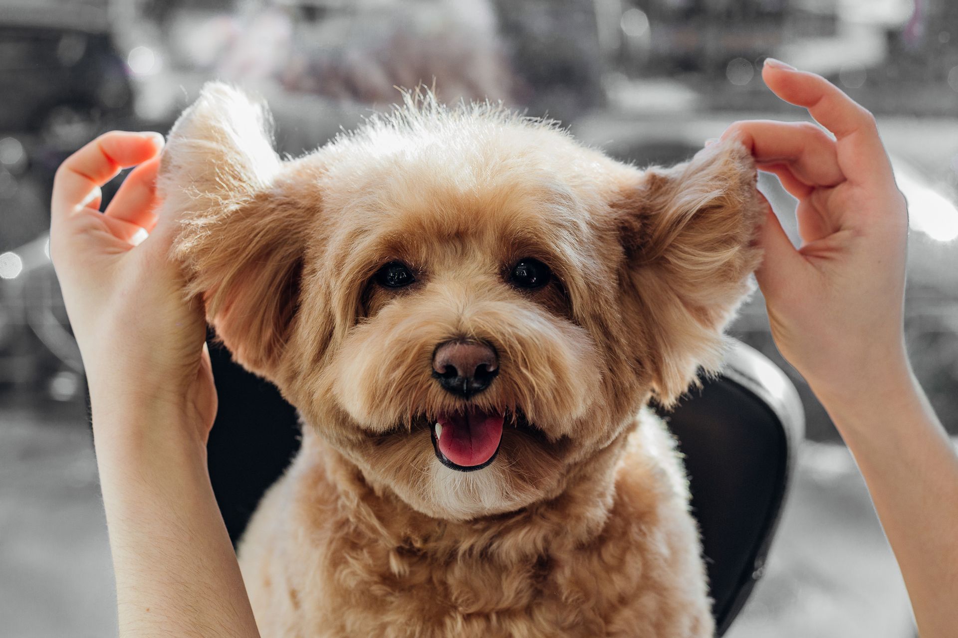 A woman is holding a small brown dog 's ears in her hands.