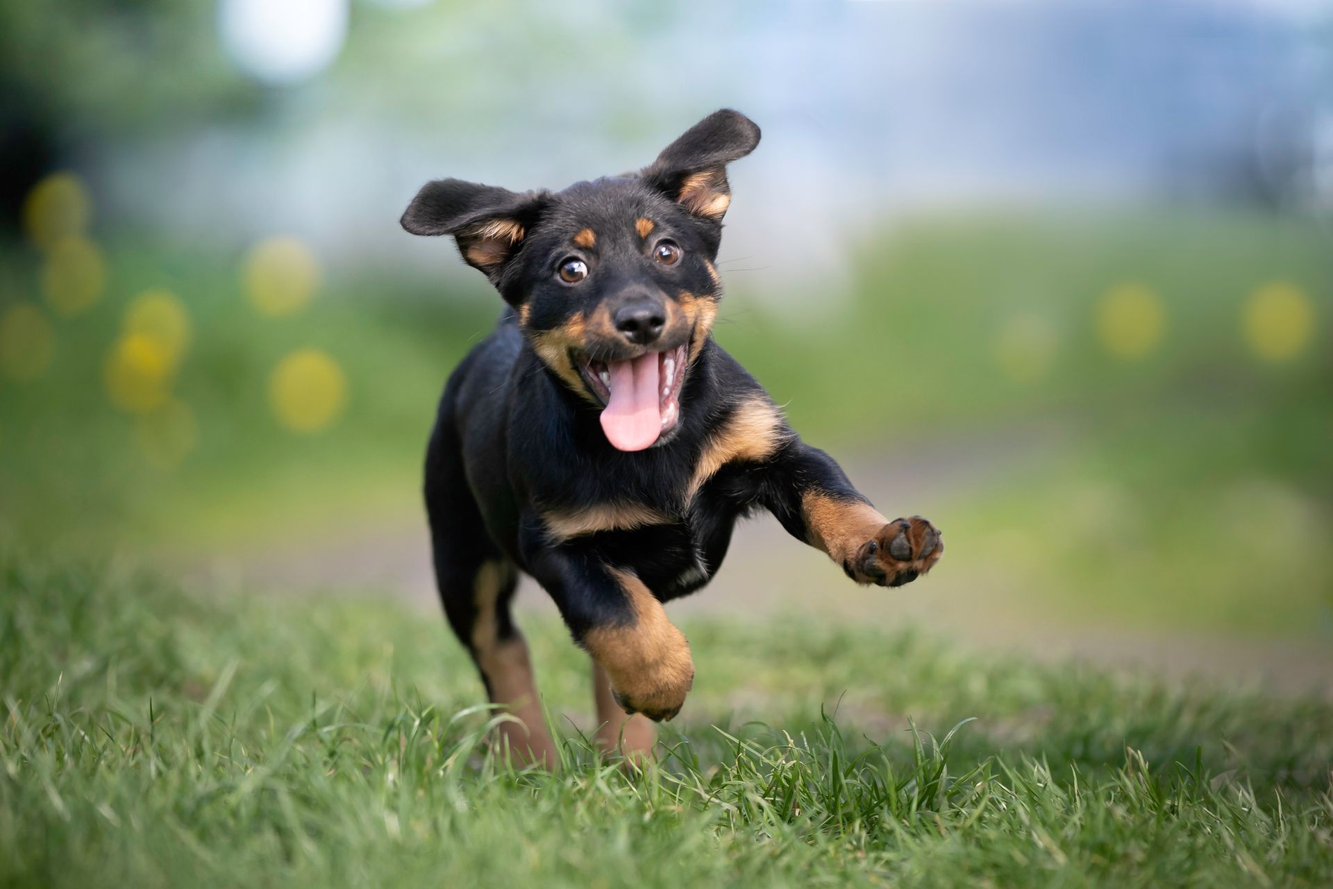 A rottweiler puppy is running in the grass.