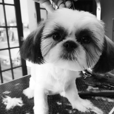 A shih tzu dog is being groomed by a person in a black and white photo.