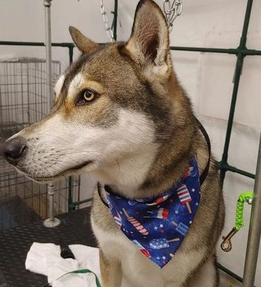 A husky dog wearing a blue bandana is sitting on a table.