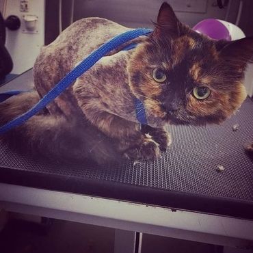 A cat is laying on a table with a leash around its neck.