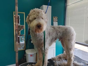A dog is standing on a table with a lot of hair on it.