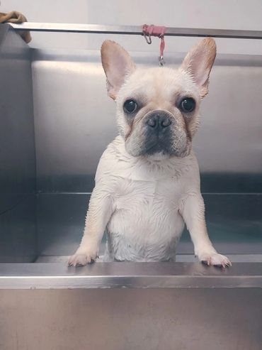 A french bulldog puppy is sitting on top of a stainless steel sink.