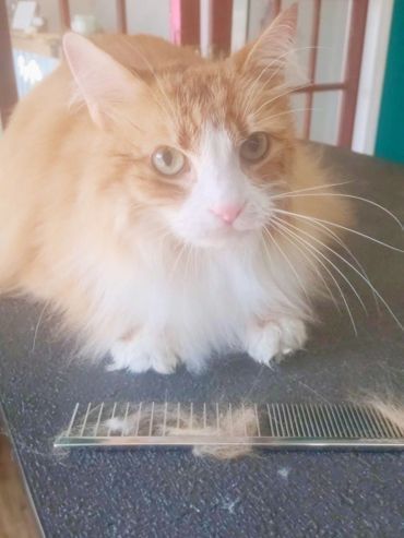 A fluffy orange and white cat is sitting on a table next to a comb.
