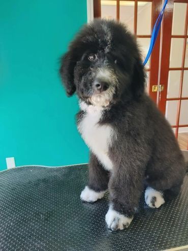 A black and white puppy is sitting on a table.