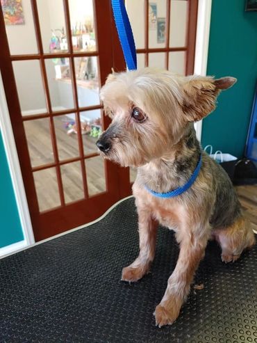 A small dog with a blue collar is sitting on a table.