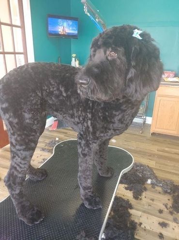 A black dog is standing on a grooming table.