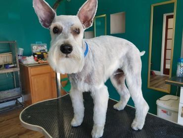 A small white dog with a blue collar is standing on a table