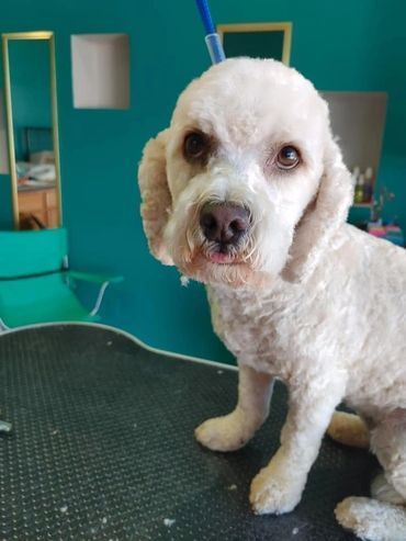 A small white dog is sitting on a table and looking at the camera.