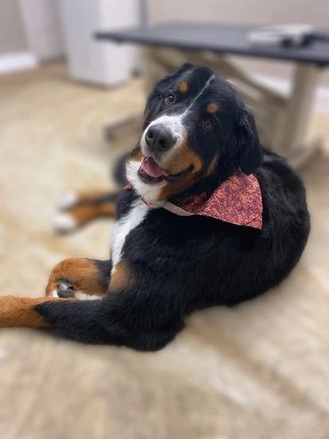 A black and brown dog wearing a red bandana is laying on the floor.