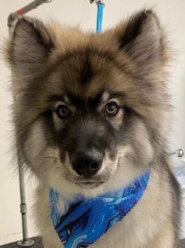 A close up of a dog wearing a blue bandana.
