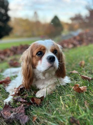 A brown and white dog is laying in the grass with leaves.