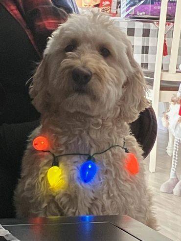 A small dog is wearing a string of christmas lights around its neck.