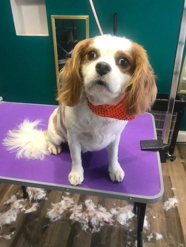 A small brown and white dog is sitting on a purple table.