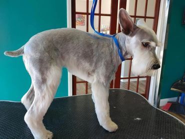 A small dog is standing on a table with a blue leash around its neck.