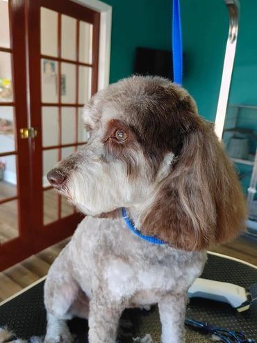 A small brown and white dog is sitting on a grooming table.