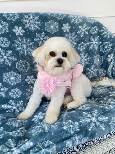 A small white dog with a pink flower on its neck is sitting on a couch.