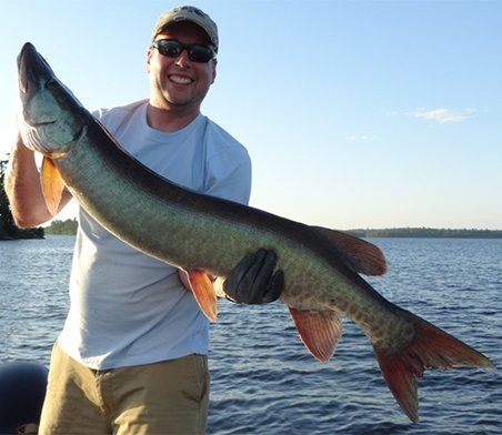 Trophy Muskie - Lake of The Woods