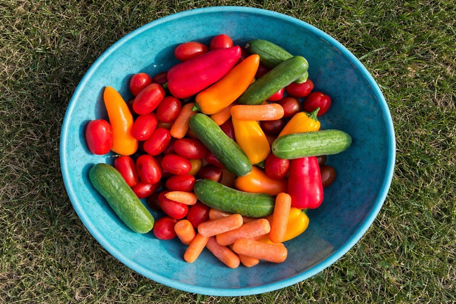 Kleurrijke snoepgroente in een bakje: cherrytomaten, minikomkommers, snackpaprika en worteltjes