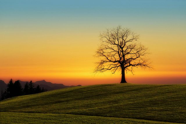 Een eenzame, kale boom op een grasheuvel tegen een kleurrijke zonsondergang.