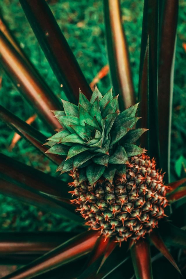 Een ananas die aan zijn plant groeit, met groene bladeren en een roodbruine stengel.