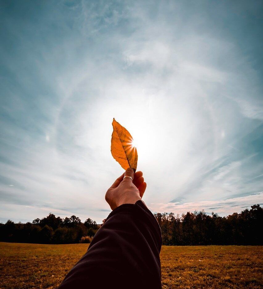 Person holding a golden leaf against the sun, creating a halo effect in a field.