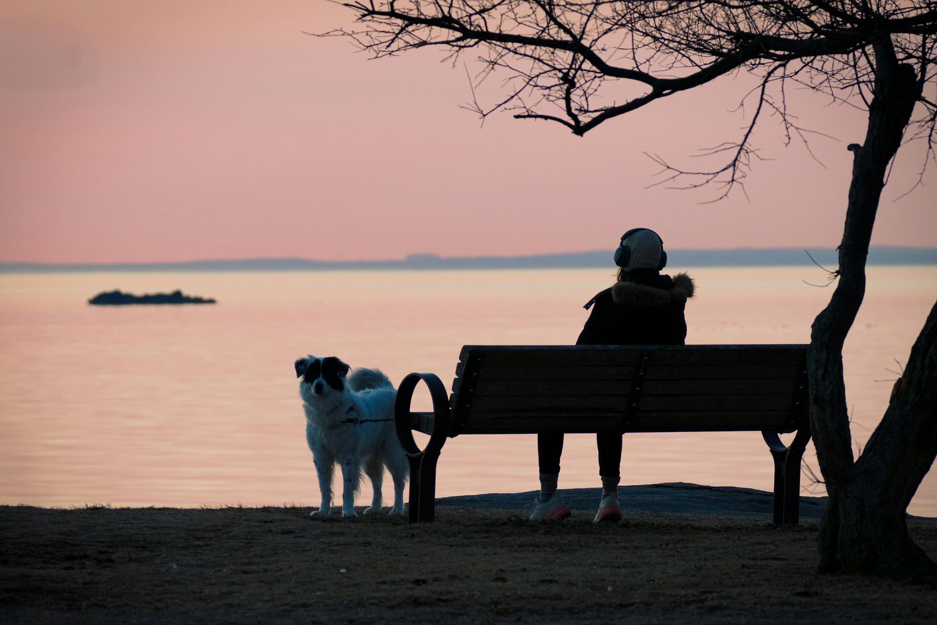 A person and a dog are sitting on a bench looking at the ocean.
