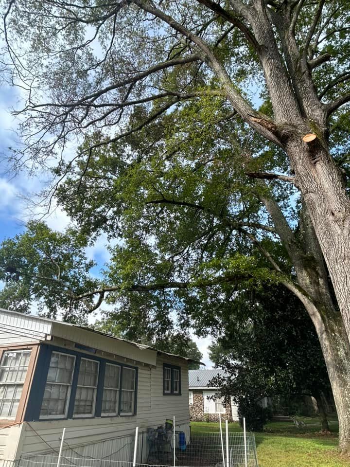 A large tree is sitting in front of a house.