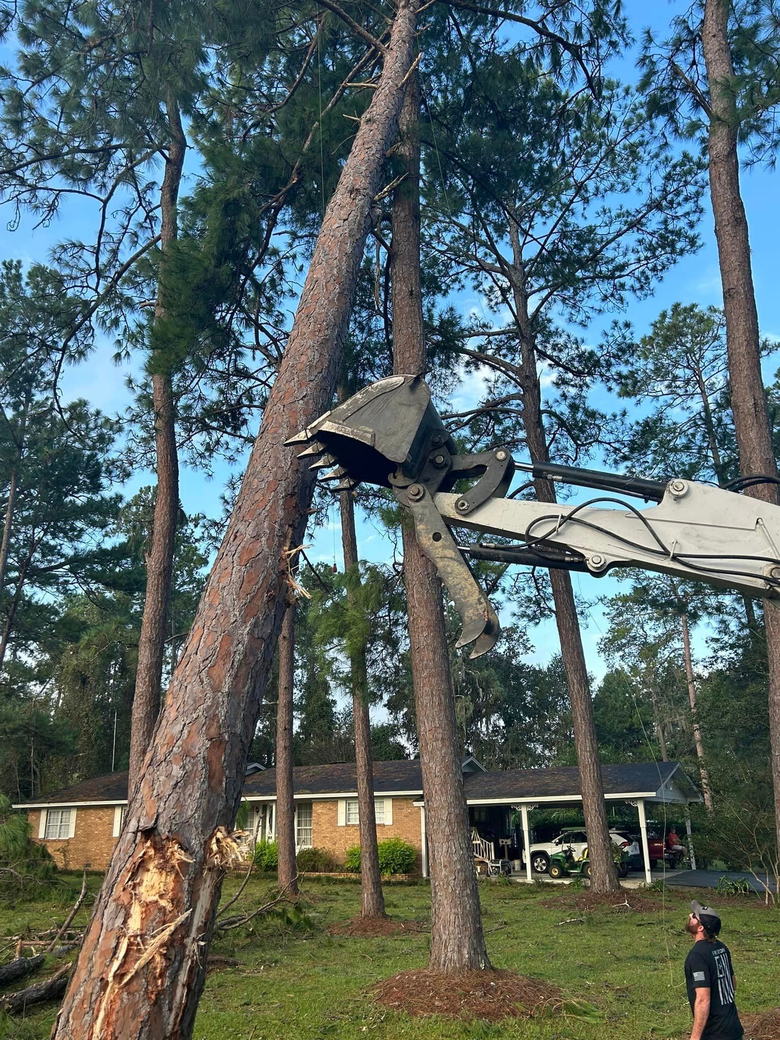 A man is standing in front of a large tree that has been cut down.