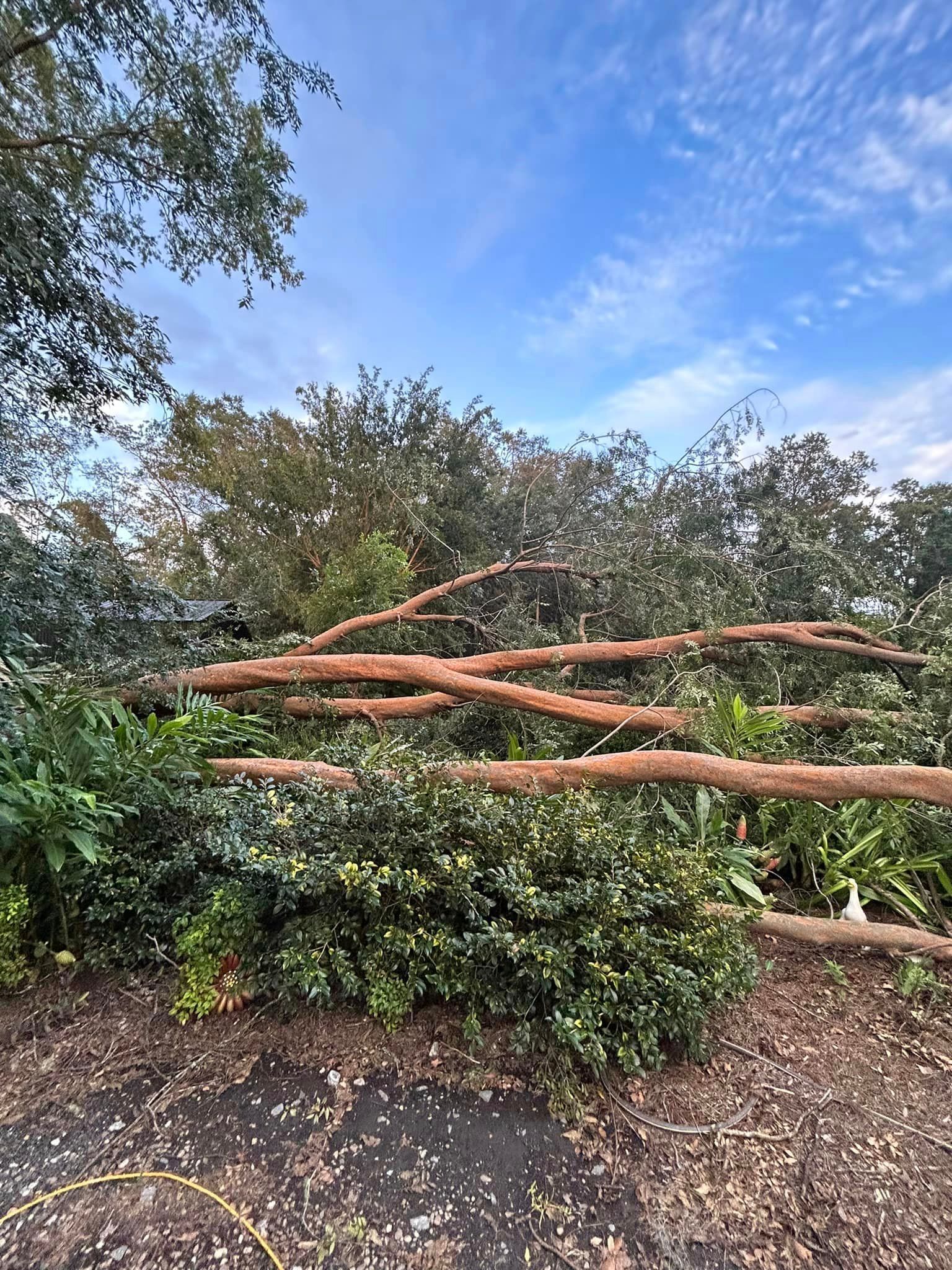 A fallen tree in a park with a blue sky in the background.