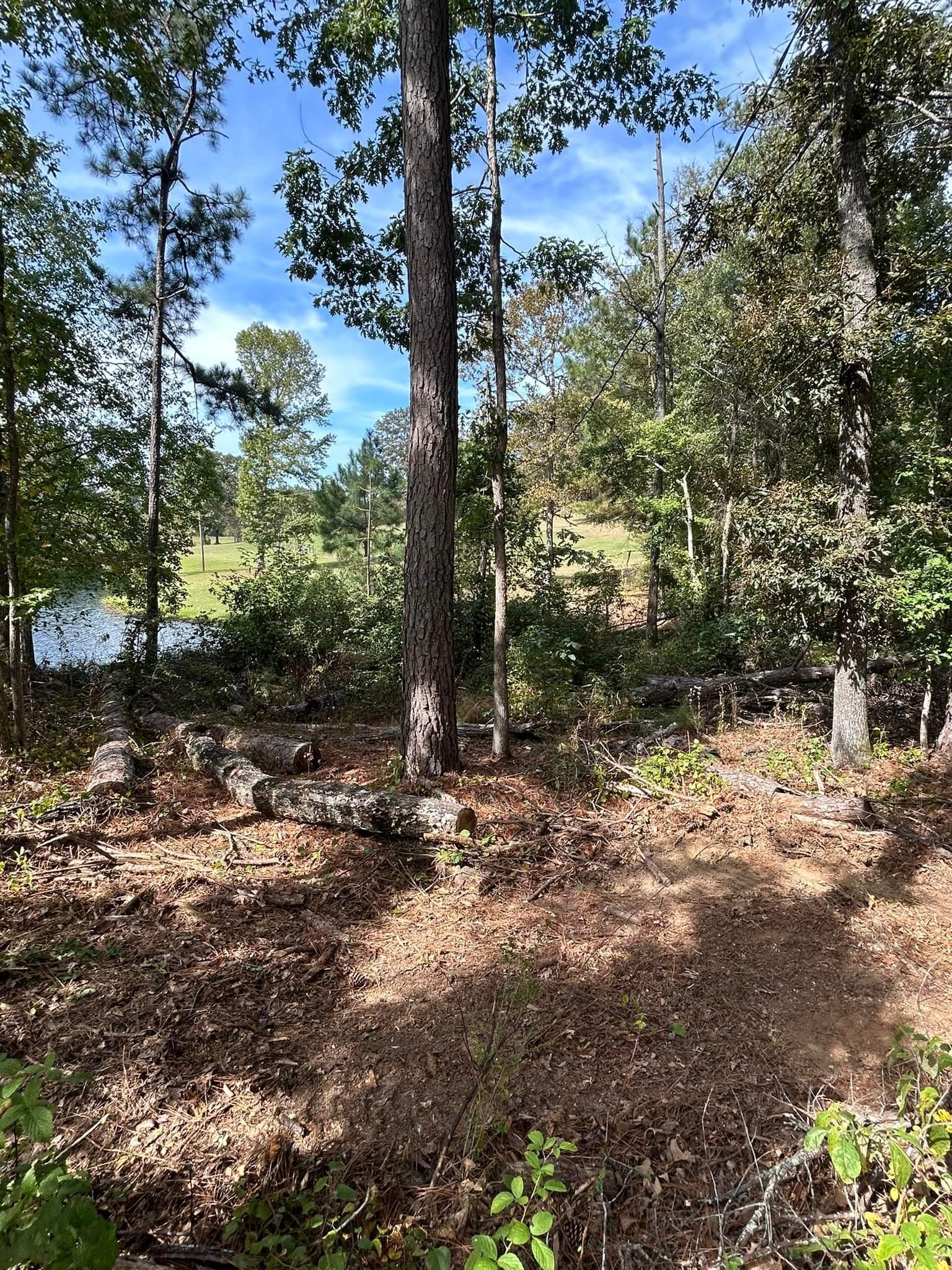 A lot of trees in a forest with a lake in the background.