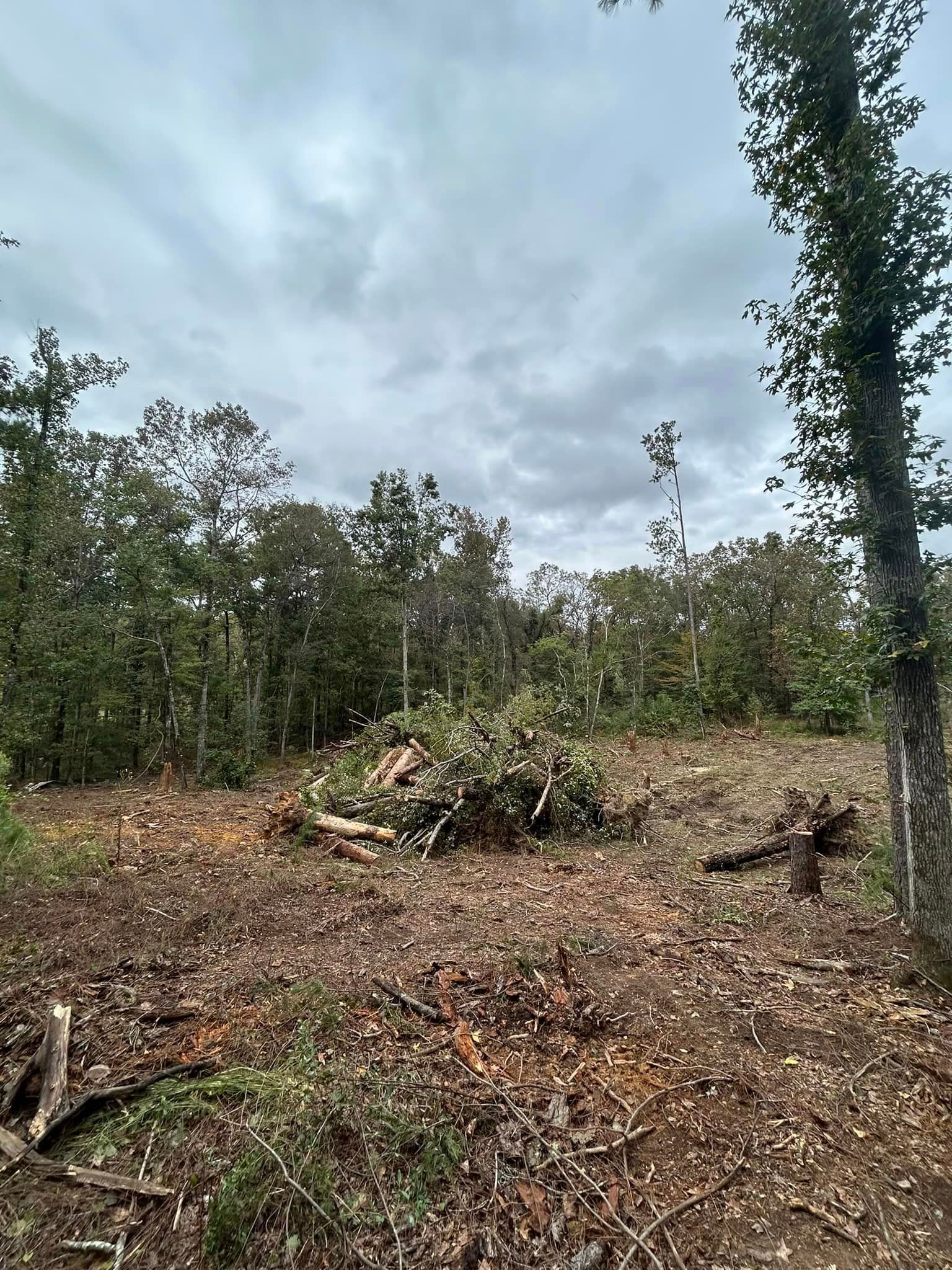 A pile of wood is sitting in the middle of a forest.