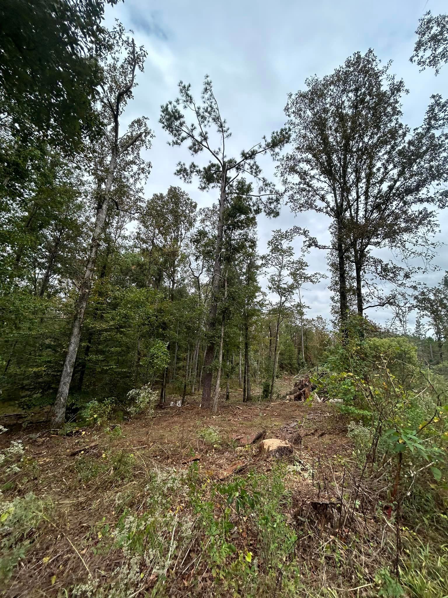 A lush green forest with lots of trees and shrubs