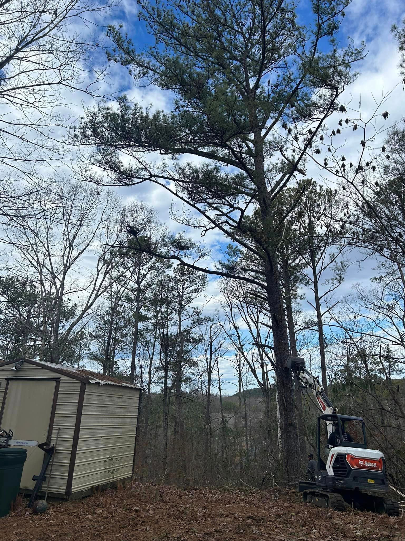 A bobcat is cutting down a tree in the woods.
