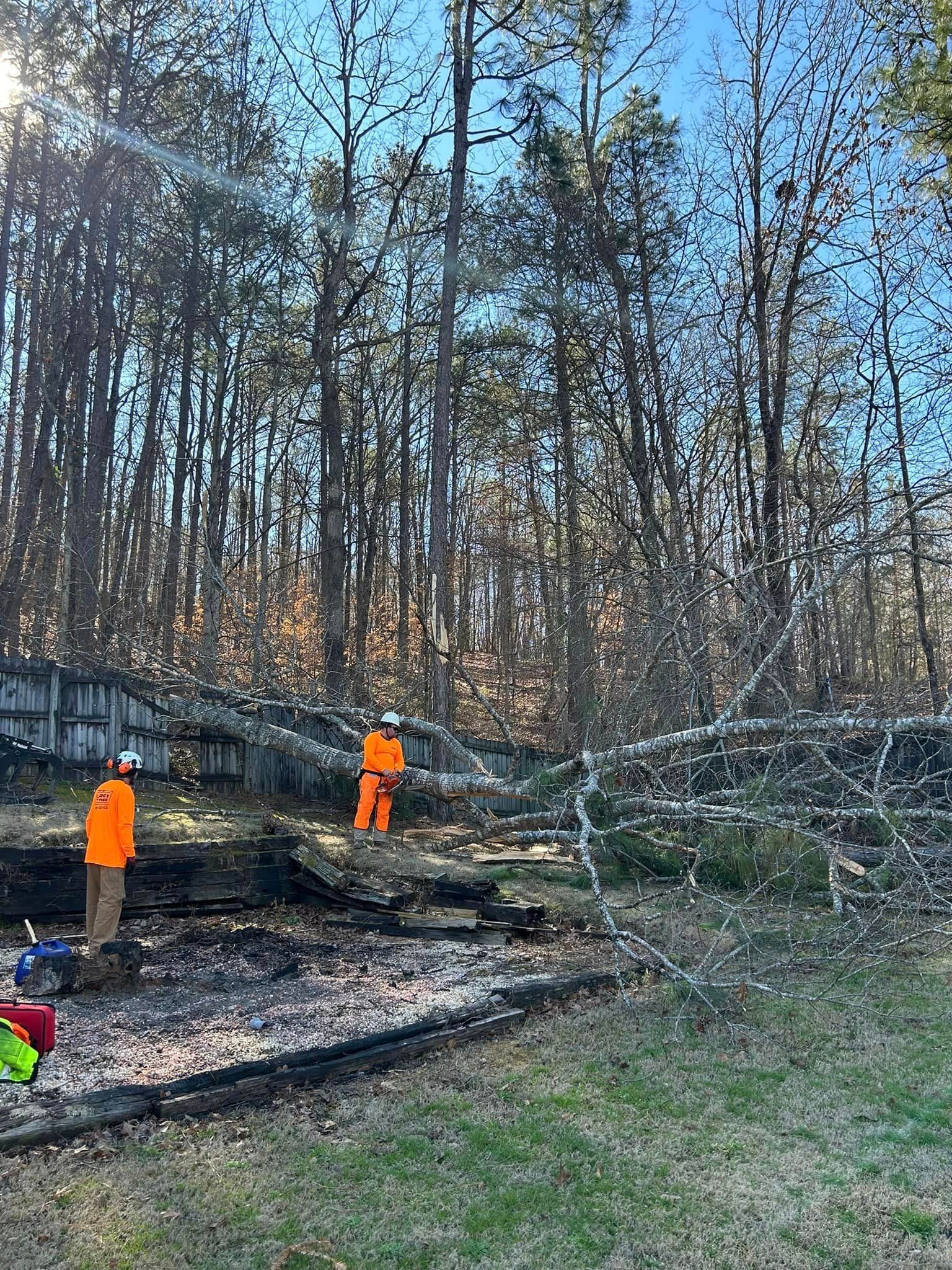 Two men are standing next to a fallen tree in the woods.
