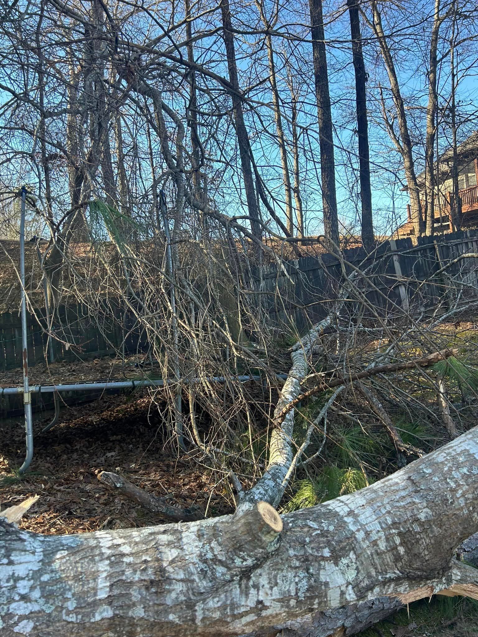 A tree branch is laying on the ground in the middle of a forest.