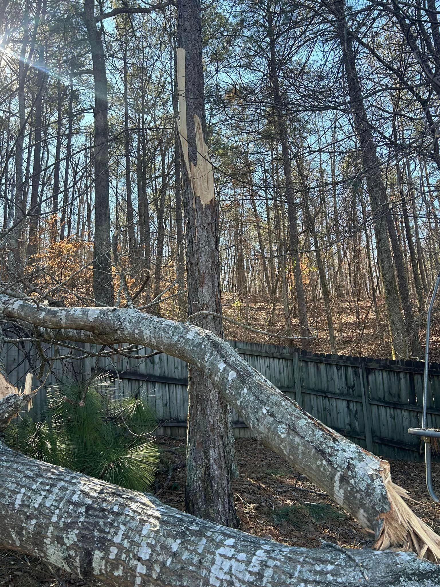 A fallen tree in the middle of a forest with a fence in the background.
