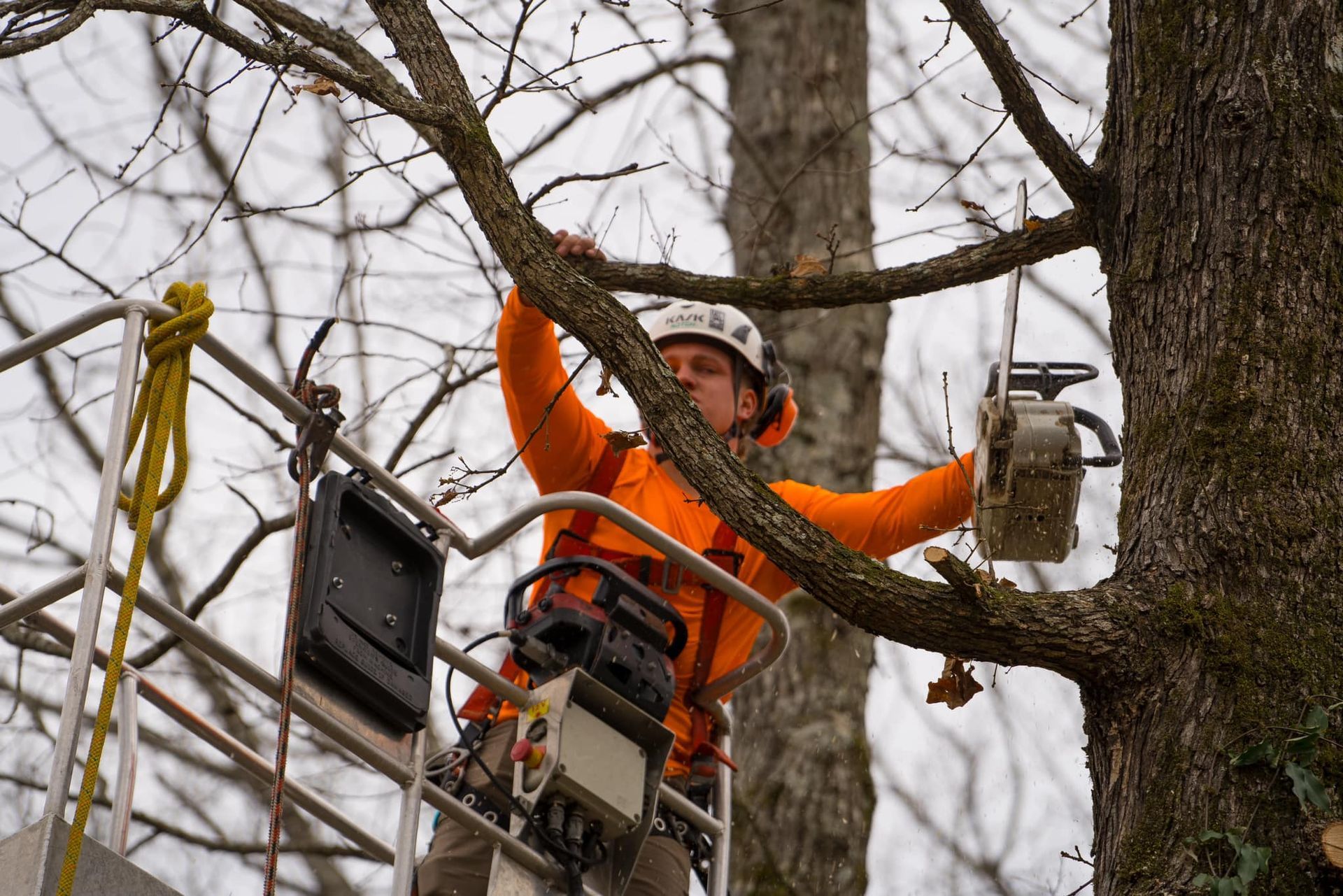 A man is cutting a tree with a chainsaw.