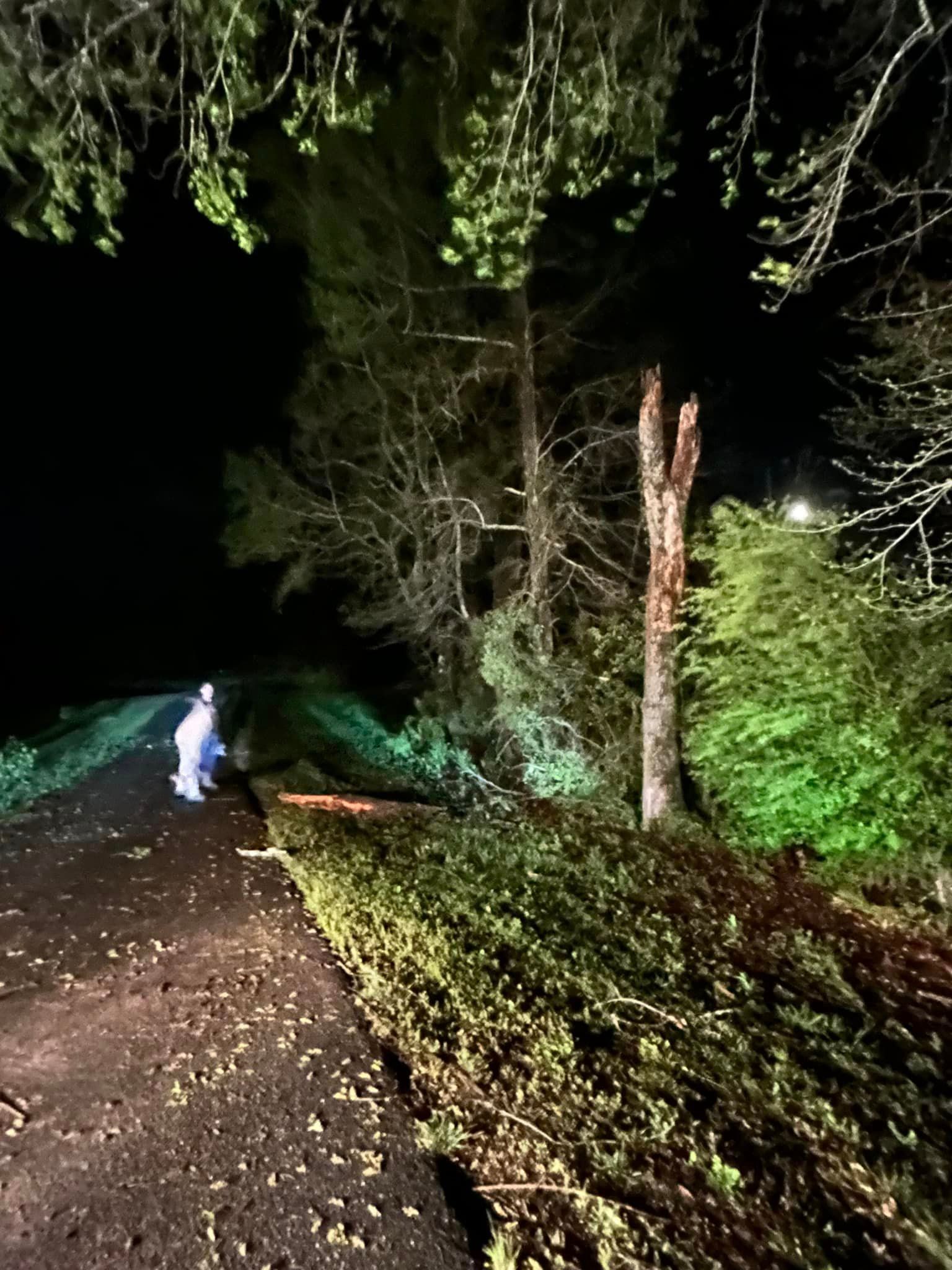 A person is standing next to a fallen tree on the side of a road at night.