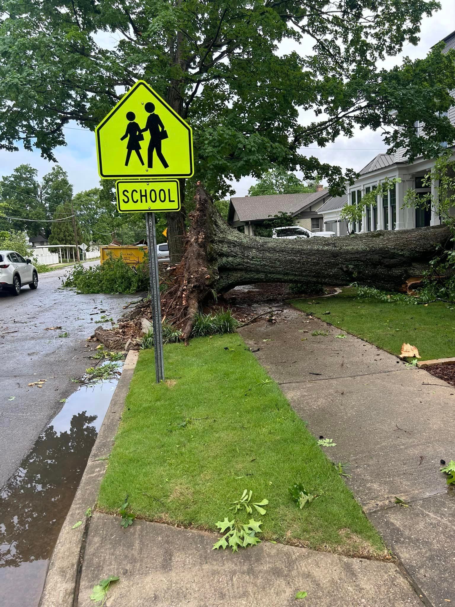 A tree has fallen on the sidewalk next to a school sign