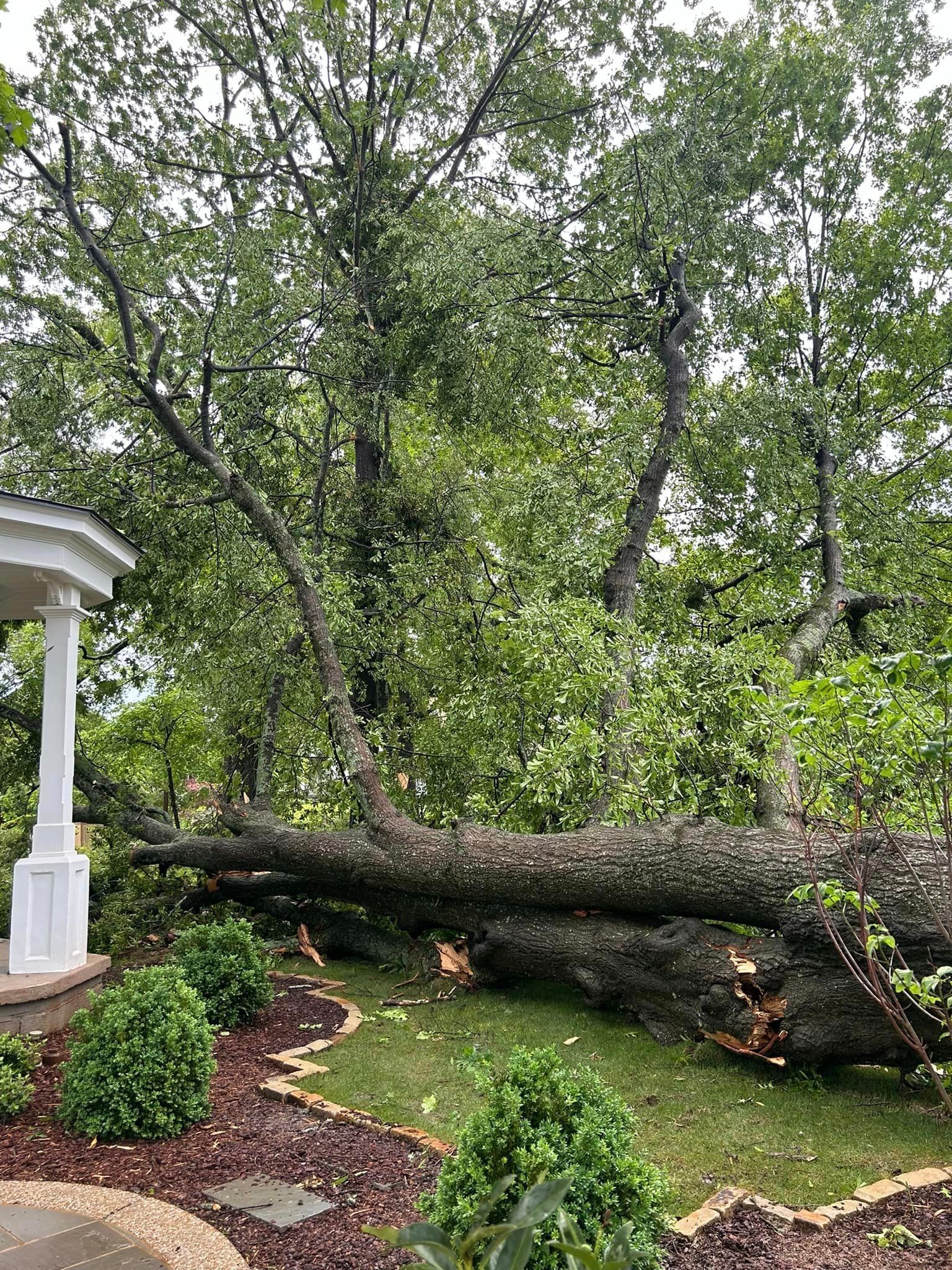 A large tree that has fallen in a yard.