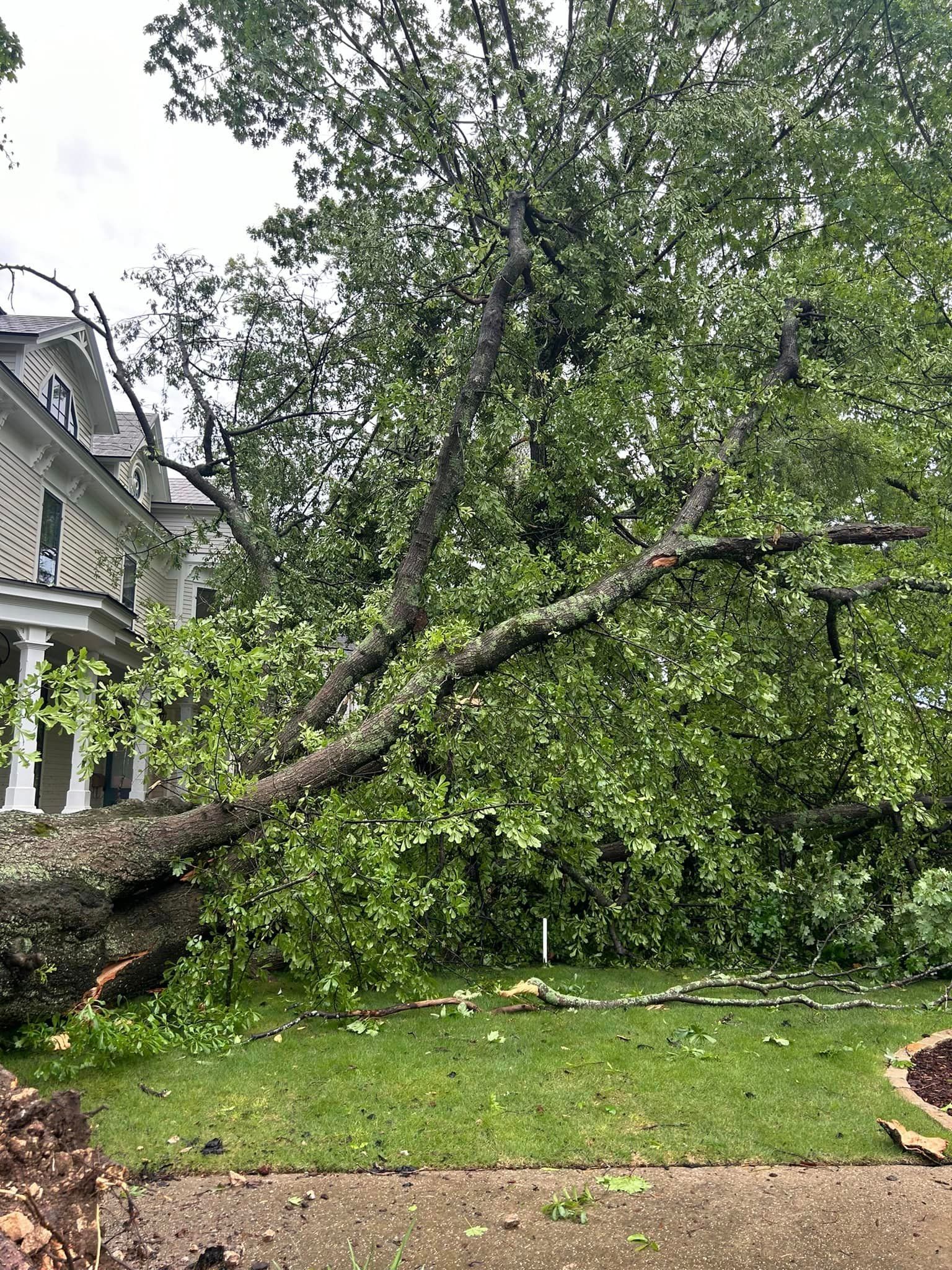 Fallen tree on lawn, partially blocking a historic white house with green shutters.