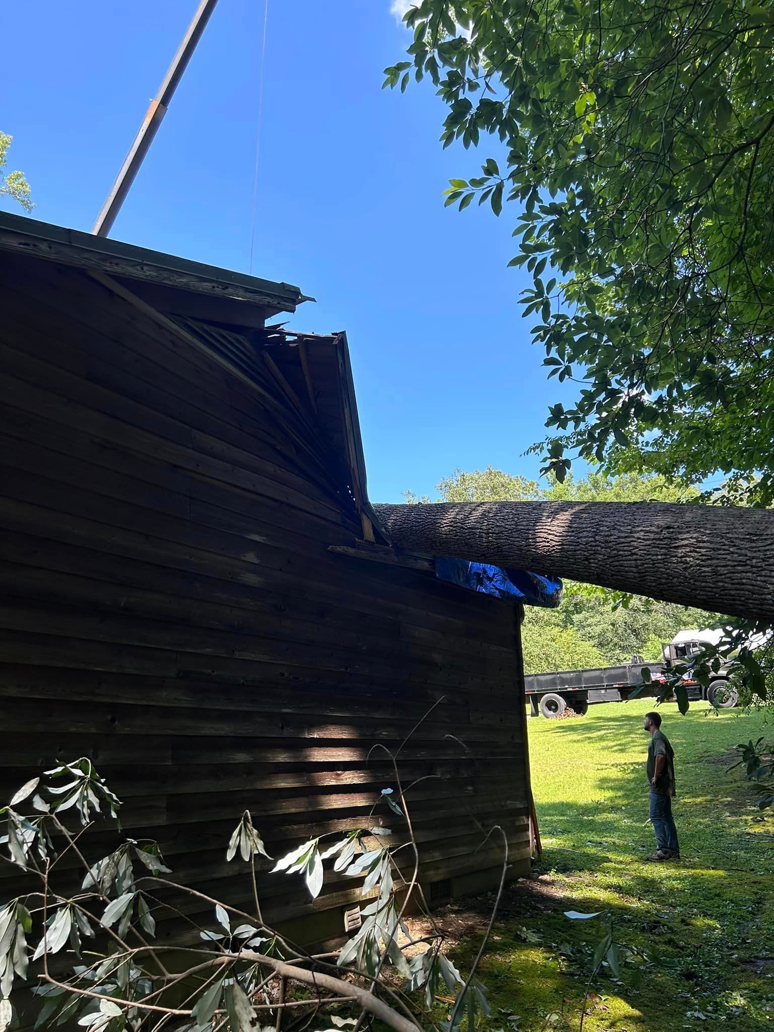 A tree has fallen on the side of a building