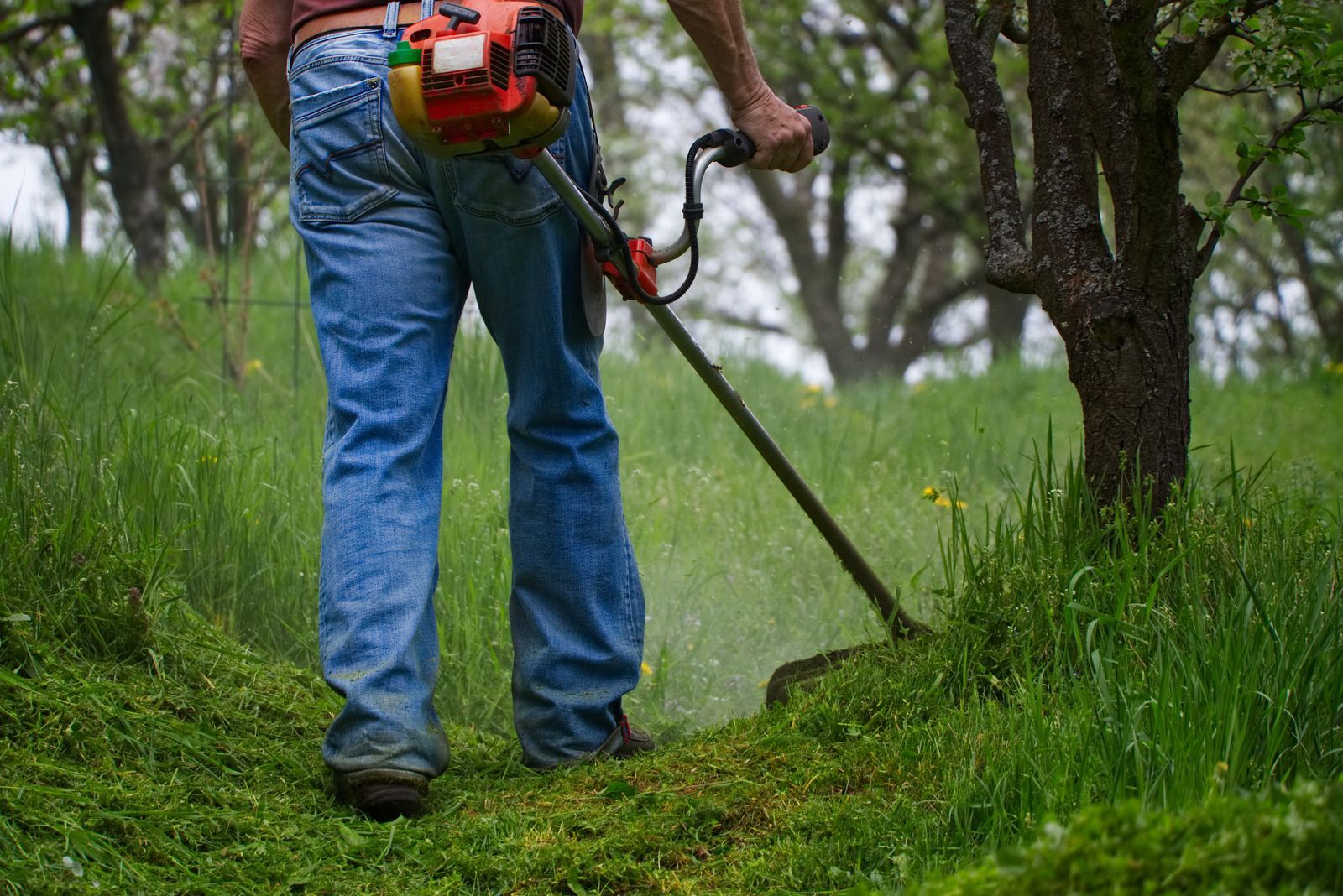 Person in blue jeans using a weed eater to cut tall green grass in a grassy area with trees.