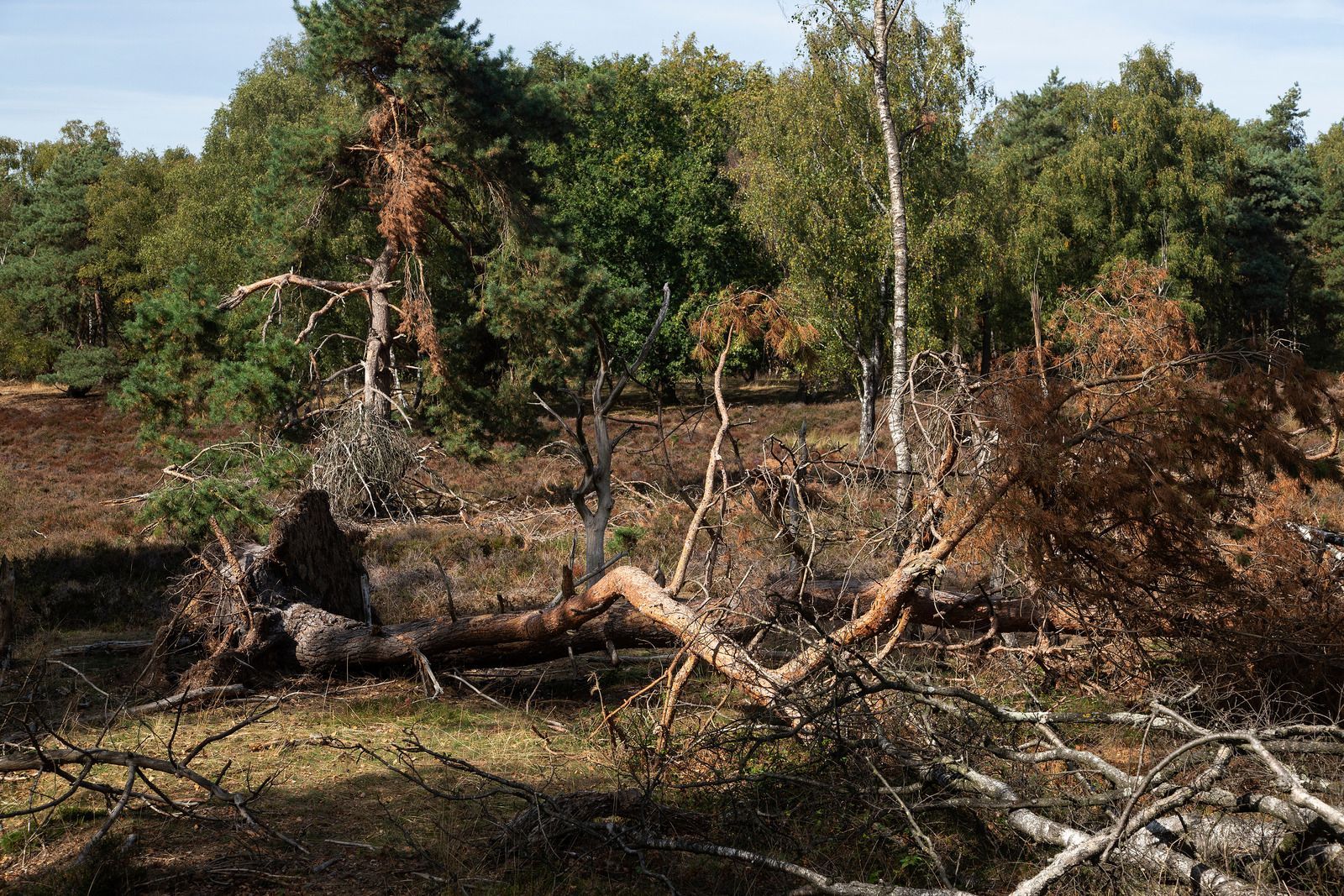 Fallen tree with brown branches and needles on a grassy forest floor, surrounded by green trees.