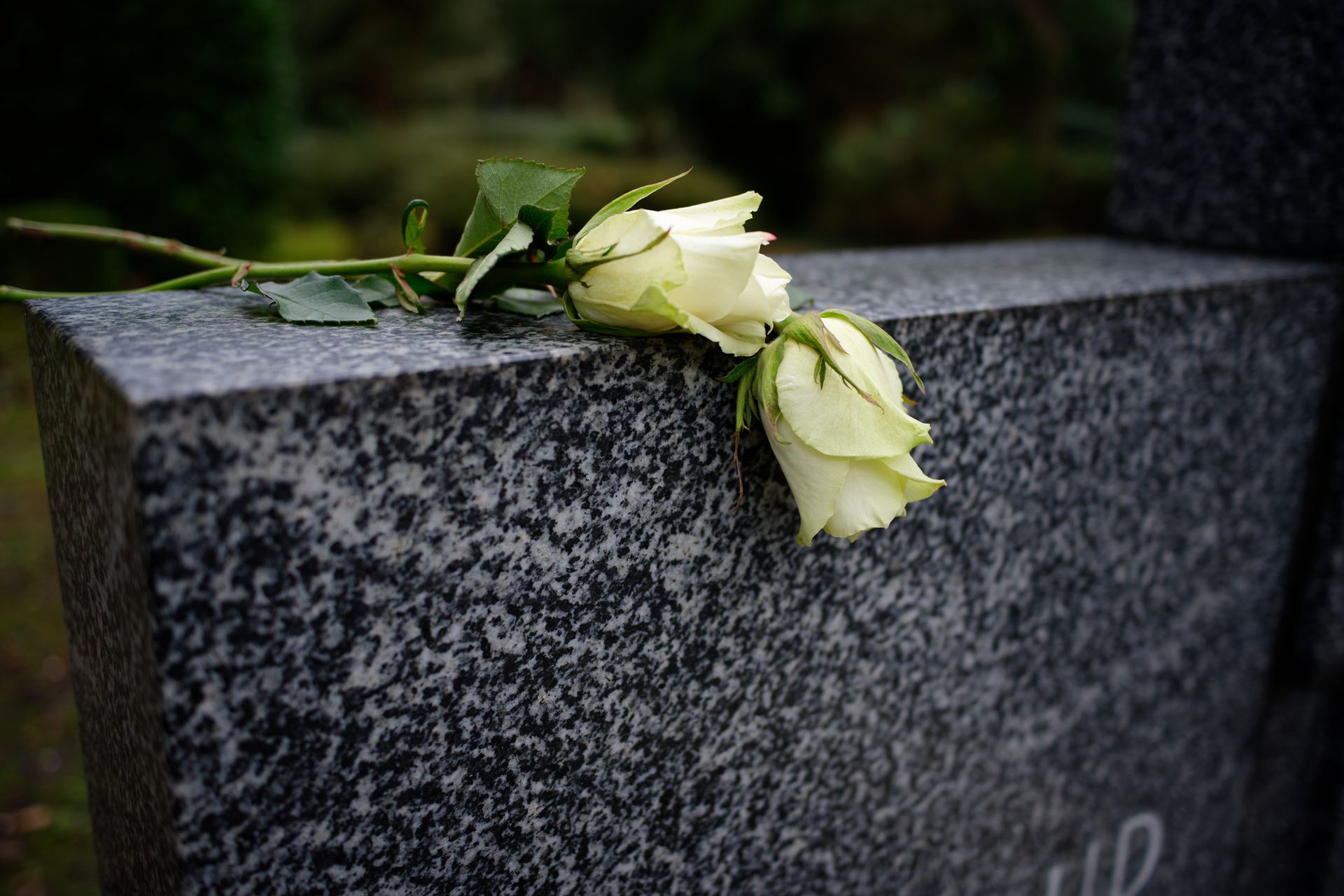 two white roses lying on a marble tombstone