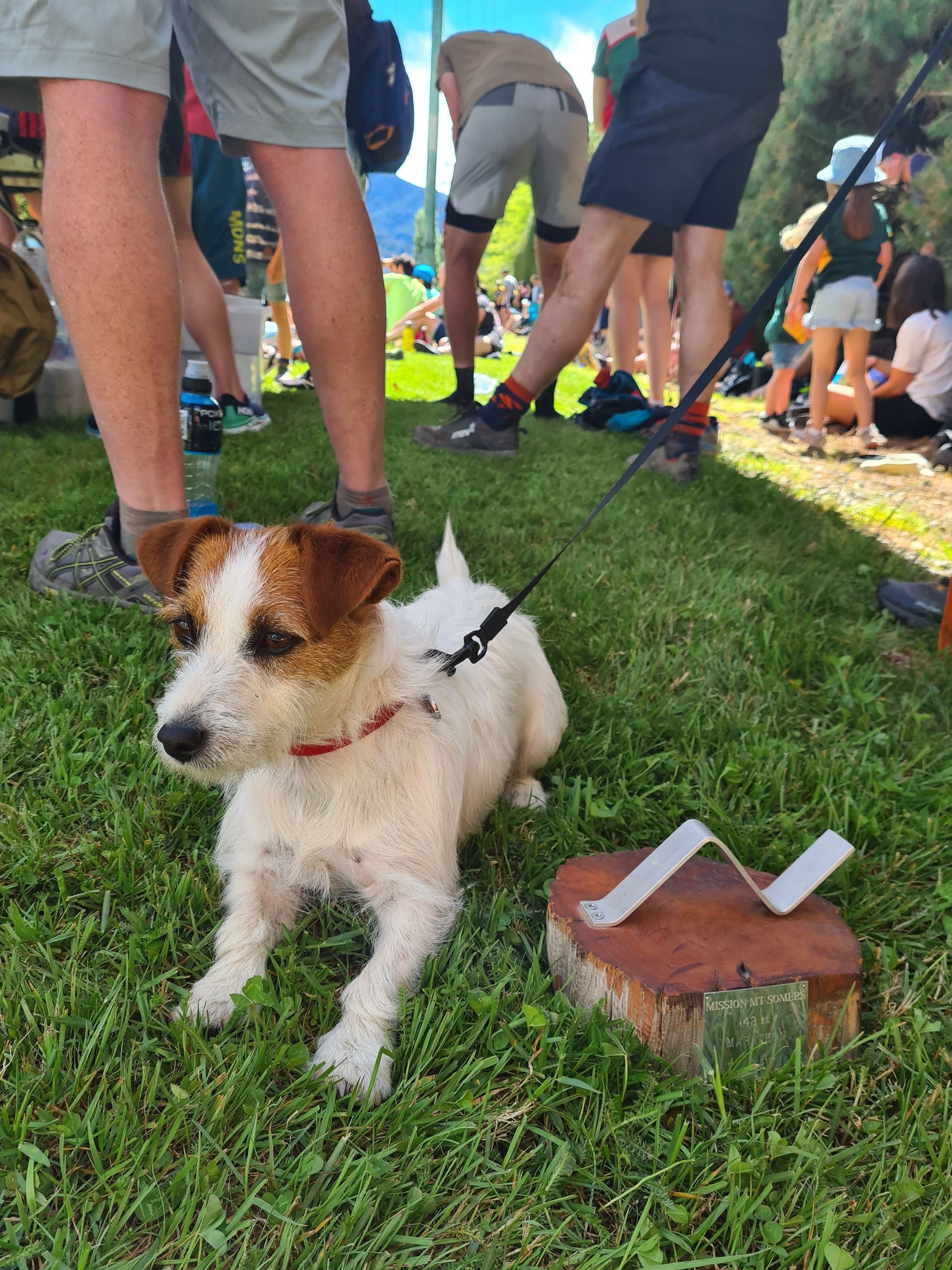 A small dog is laying in the grass next to a brick.